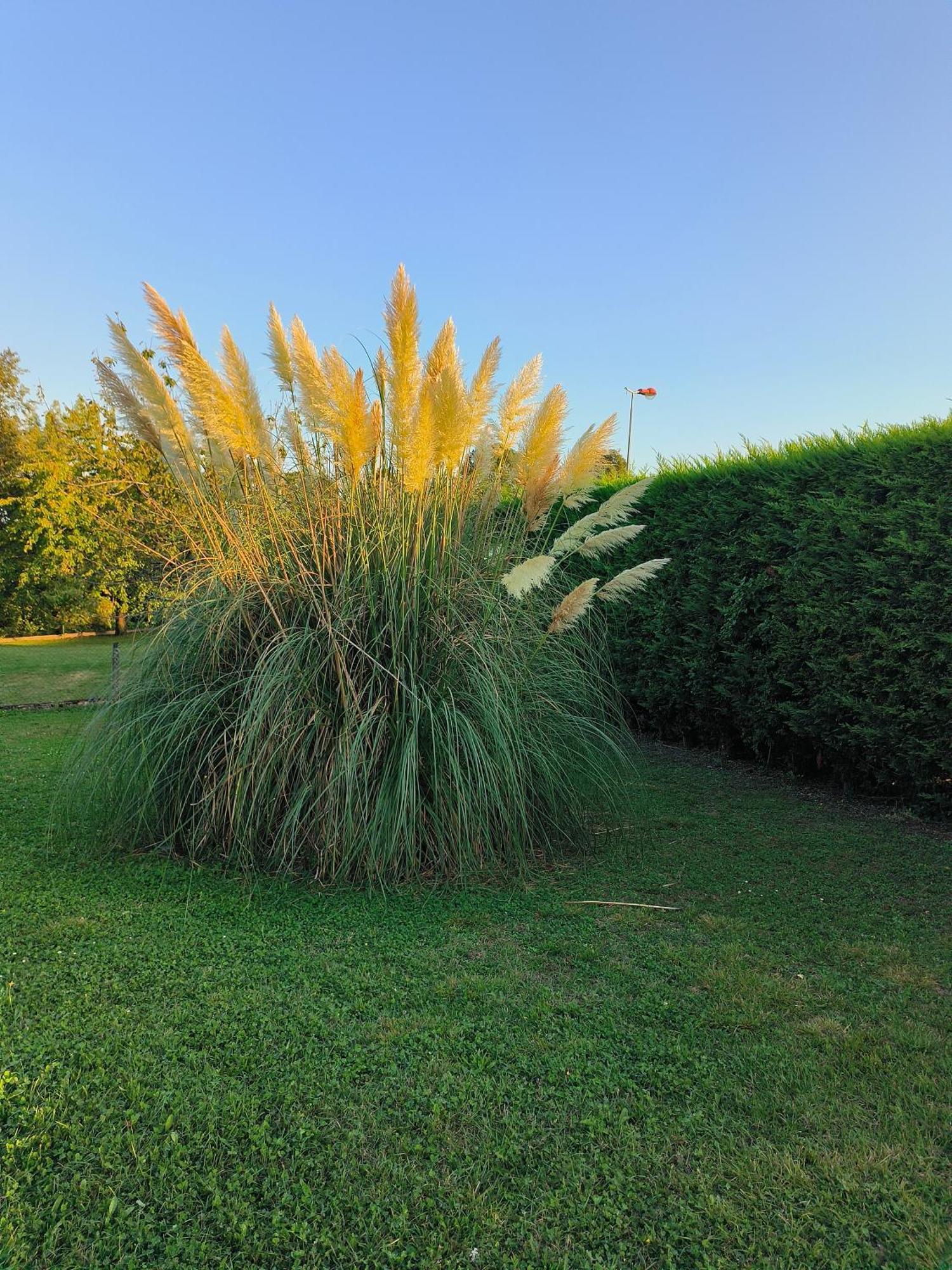 Vegetal Jungle Bed & Breakfast Blaye-Les-Mines Luaran gambar